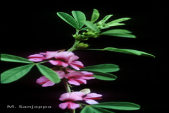 Indigofera glandulosa
